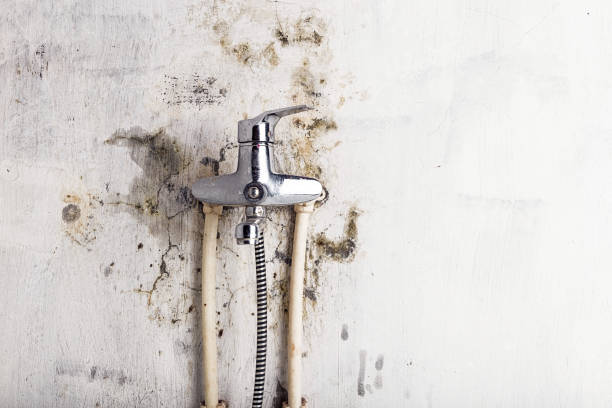Best Local Mold Removal Service  in Morristown, IN