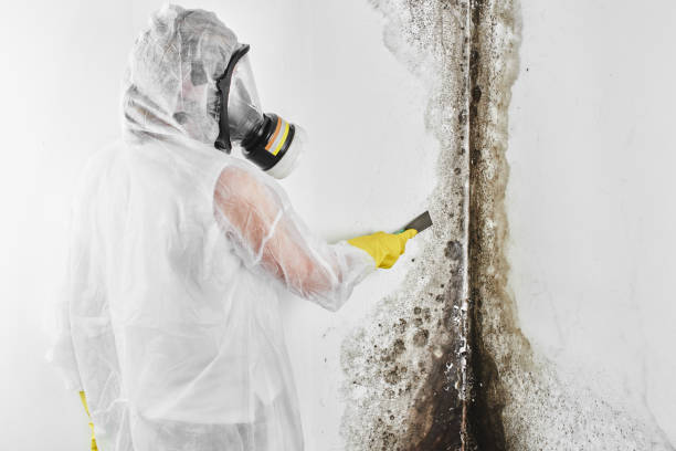 Best Emergency Mold Removal  in Morristown, IN