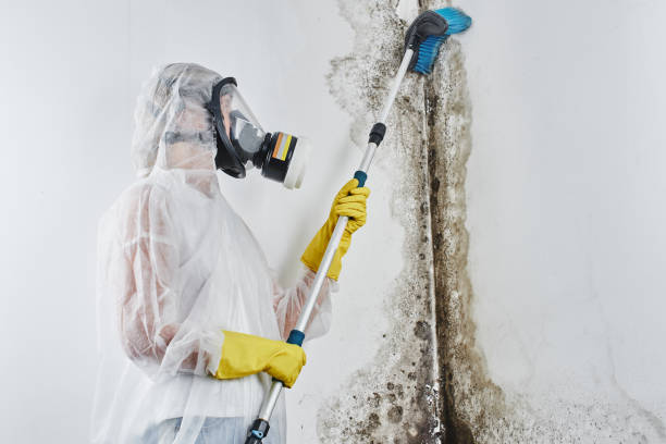 Best Certified Mold Removal  in Morristown, IN