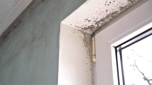 Best Mold Remediation  in Morristown, IN