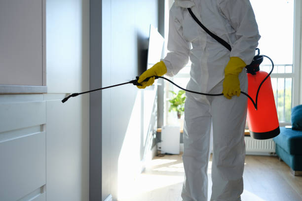 Best Same-Day Mold Removal  in Morristown, IN