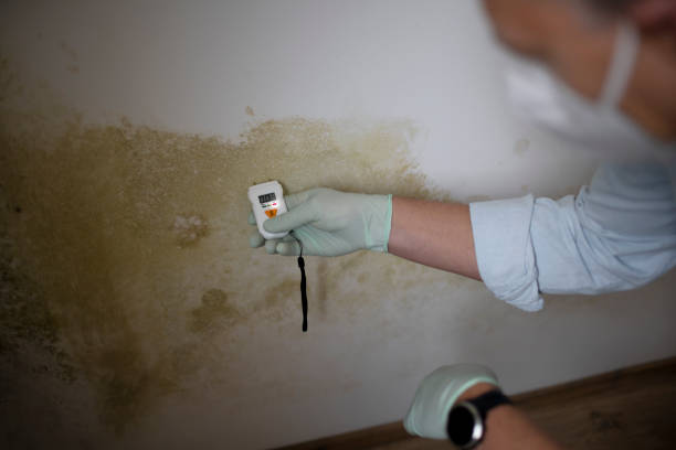 Best Toxic Mold Removal  in Morristown, IN