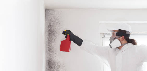 Morristown, IN Mold Removal Company