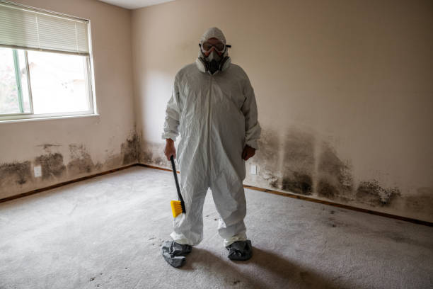 Best Mold Damage Repair  in Morristown, IN