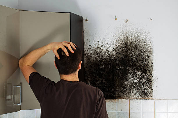 Best Professional Mold Removal  in Morristown, IN